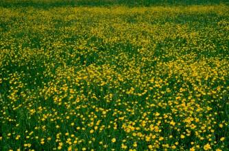 Boglárkás rét, Fotó: Molnár Balázs