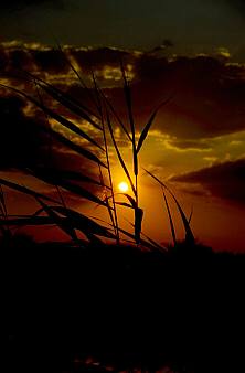 Naplemente a Fertőn, Fotó: Molnár Balázs