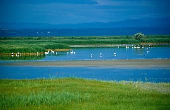 Élőhely-rekonstrukciós idill, Fotó: Molnár Balázs
