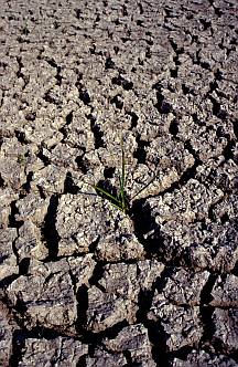 Augusztusi szikes tó, Fotó: Molnár Balázs