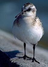 Fenyérfutó (Calidris alba), Fotó: Molnár Balázs