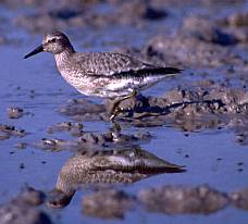 Sarki partfutó (Calidris canutus), Fotó: Molnár Balázs