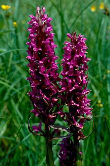 Hússzínű újjaskosbor (Dactylorhiza incarnata), Fotó: Molnár Balázs