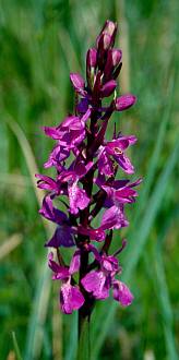 Mocsári kosbor (Orchis laxiflora), Fotó: Molnár Balázs
