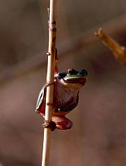Zöld levelibéka (Hyla arborea), Fotó: Molnár Balázs