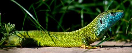 Zöld gyík (Lacerta viridis), Fotó: Antli István 