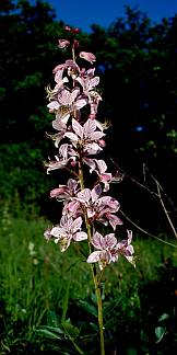 Nagy ezerjófű (Dictamnus albus), Fotó: Molnár Balázs