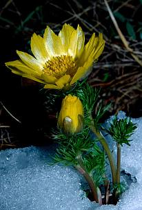 Tavaszi hérics (Adonis vernalis), Fotó: Molnár Balázs