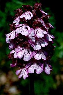 Bíboros kosbor (Orchis purpurea), Fotó: Molnár Balázs