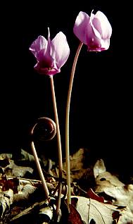 Erdei ciklámen (Cyclamen purpurascens), Fotó: Molnár Balázs